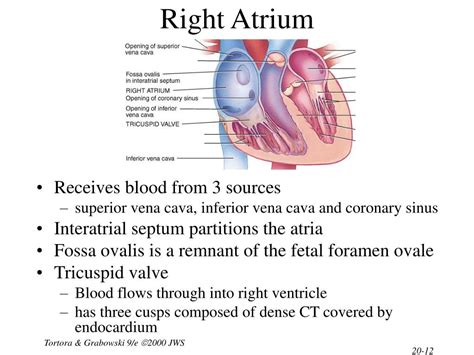 PPT - Chapter 20 The Cardiovascular System: The Heart PowerPoint Presentation - ID:372772