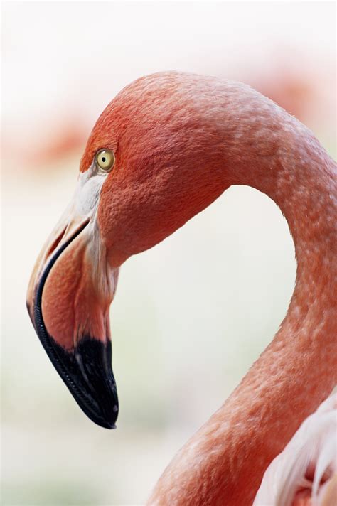 A Red Flamingo Close Up | Fancycrave