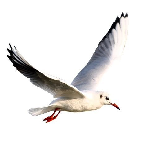 Flying Seagulls PNG Image, Flying Seagull, Bird, Seagull, Gull Bird PNG ...