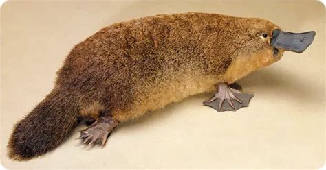 Platypus Venom – a Possible Source of Treatment for Diabetes? - Diabetes Health Page