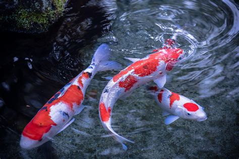 Download Fish Water Animal Koi HD Wallpaper