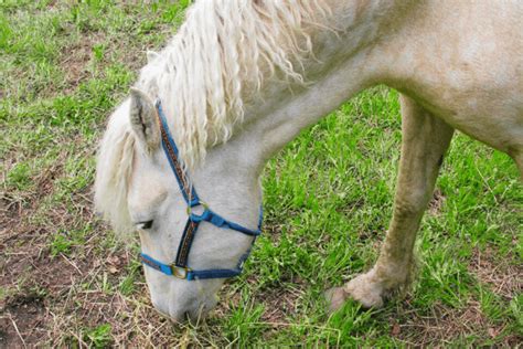 Bashkir Horse: History, Characteristics and Temperament - Horse Wildlife