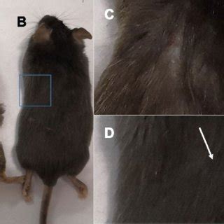 Comparison of the appearance of C57 mice of different ages. Note: (A ...