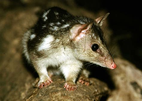 Northern Quoll - Territory Wildlife Park