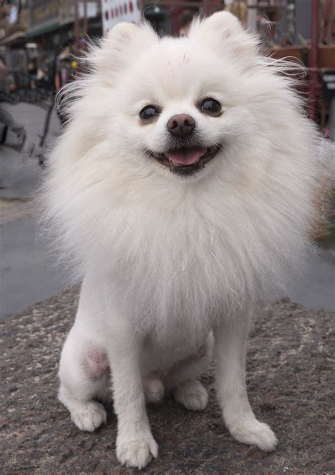 The Top 5 Pomeranian Haircut Styles | The Dog People by Rover.com
