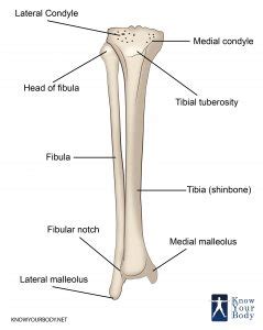 Tibia - Anatomy, Location, Structure and FAQs