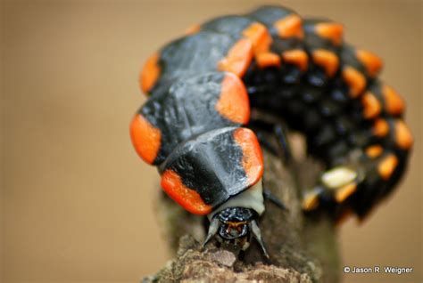 Firefly Larva from Bolivia - What's That Bug?