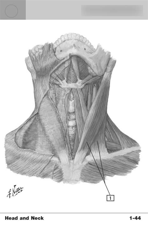 Sternocleidomastoid Diagram | Quizlet