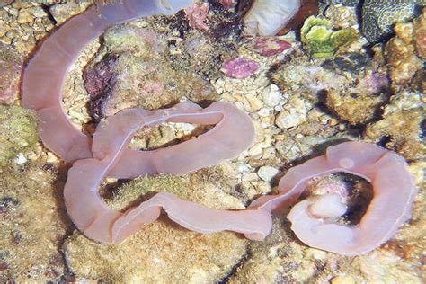 Acorn worm deposits not typical excrement | Ocean Watch