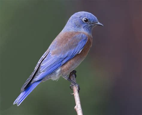 Western Bluebird | San Diego Bird Spot