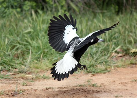 Australian Magpie HD wallpaper | Wallpaper Flare