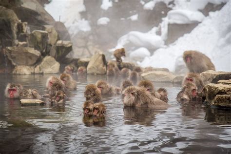 Monkeys in a hot spring: Jigokudani Monkey Park, Japan (2024) | Monkey park, Jigokudani monkey ...