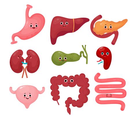 Collection cute human cartoon organs. Gastrointestinal tract. Vector flat cartoon character ...