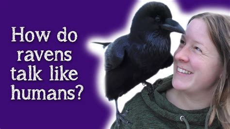 Fable the Raven | How do Ravens speak like humans? - YouTube