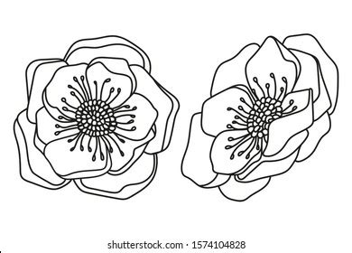 Vector Illustration Poppy Flowers Black Outline Stock Vector (Royalty ...