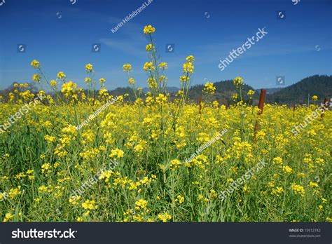 Field Of Mustard Flowers In Napa Valley, California - Brassica Juncea ...