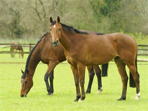 Thoroughbred Horse Breed Information | Care, Costs | UKPets