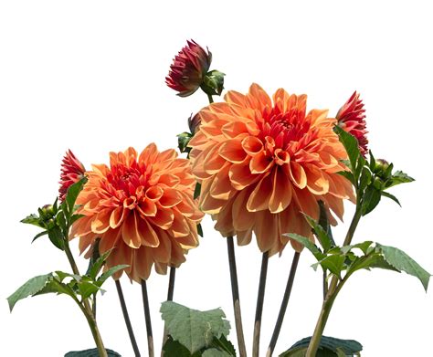 Dahlia'S Val Dahlia Tuin - Gratis foto op Pixabay