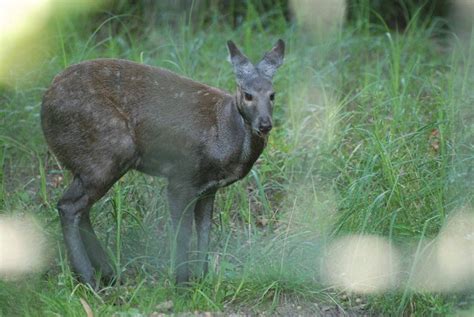 Siberian Musk Deer Habitat, Diet, Facts and Pictures