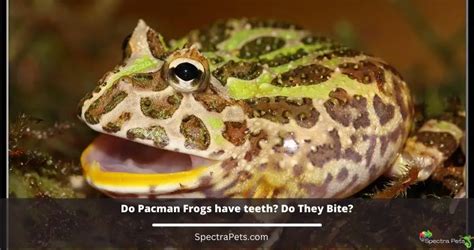 Do Pacman Frogs Have Teeth? Do They Bite?