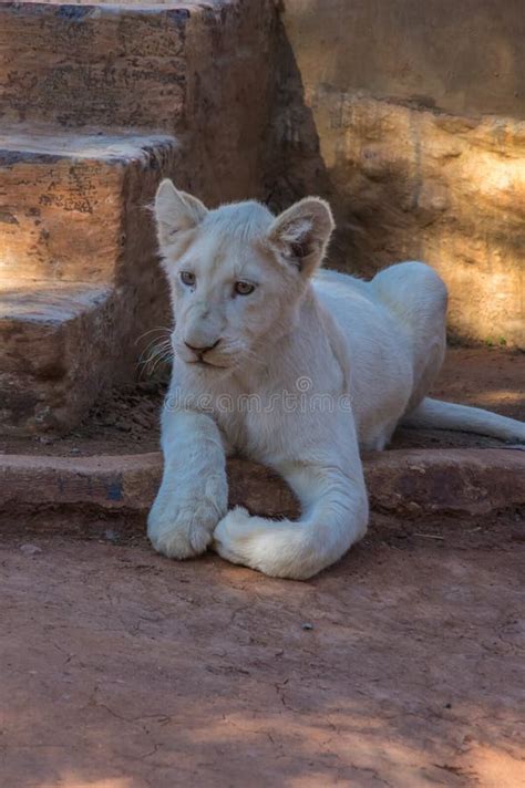 White Lion Cub stock image. Image of dark, portrait, mouth - 72388431