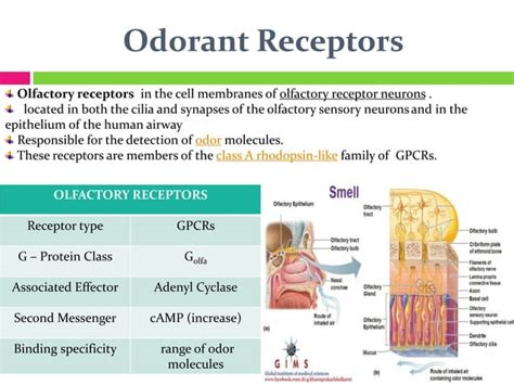 Adenyl cyclase signaling slideshare