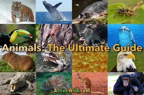 Animals: The Ultimate Guide To The Animal Kingdom - Information, Fun Facts & Awesome Pictures ...