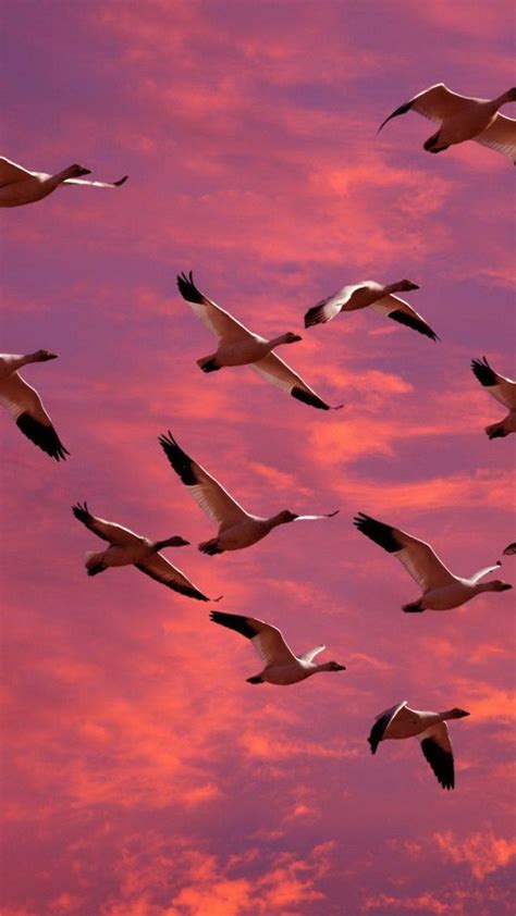 birds, ducks, flying, sky, sunset (With images) | Birds in the sky, Birds, Birds flying