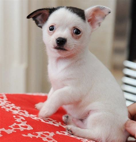 Chihuahua Puppies For Sale | Renton, WA #299486 | Petzlover