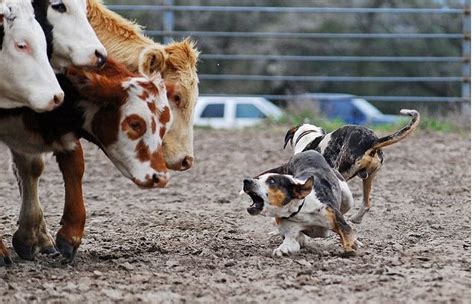 Methods to Train Catahoula Leopard Dog - Strategies and Techniques for ...