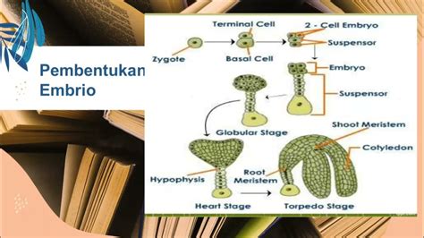 EMBRIO TUMBUHAN oleh Kelompok 4 - YouTube