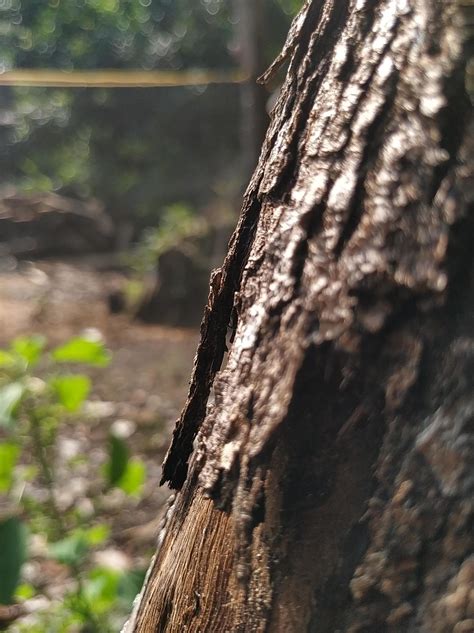 dry tree bark photo object 7977810 Stock Photo at Vecteezy