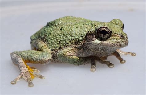 Gray Treefrog - Animal Of The Day