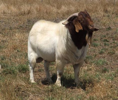 Boer Goat - Breeds List