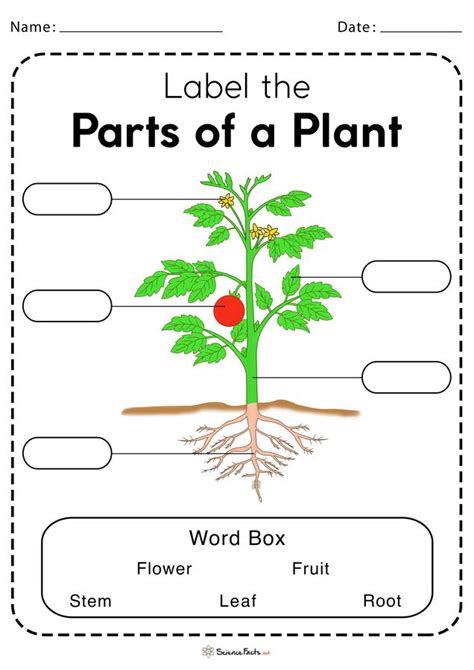 Parts of a Plant Worksheets | Free Printable 2nd Grade Worksheets ...