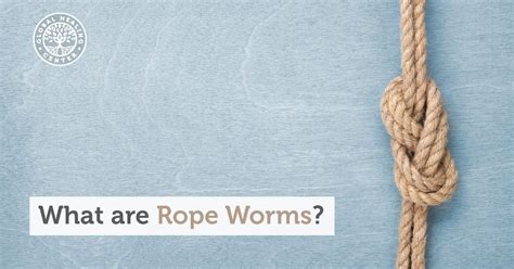 Discover the Unique Characteristics of Rope Worm