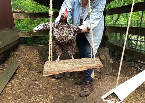 How to Make a Chicken Swing - Backyard Poultry