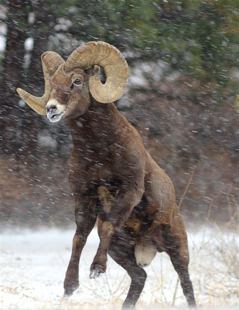 Up-close Look at Battling Bighorn Sheep – Updates from the U.S. Fish ...