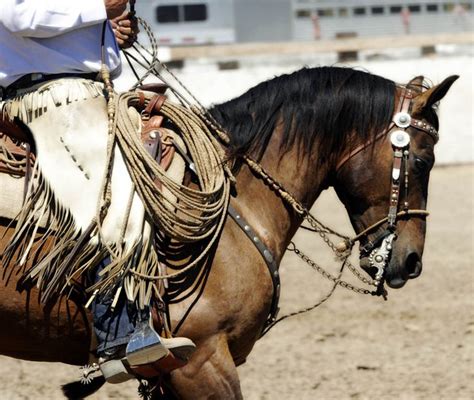 9 best images about Vaquero Horse on Pinterest | Traditional, The california and Preserve