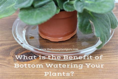 What is the Benefit of Bottom Watering Your Plants? - The Houseplant Guru