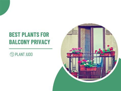 Best Plants For Balcony Privacy | Protect Your Privacy