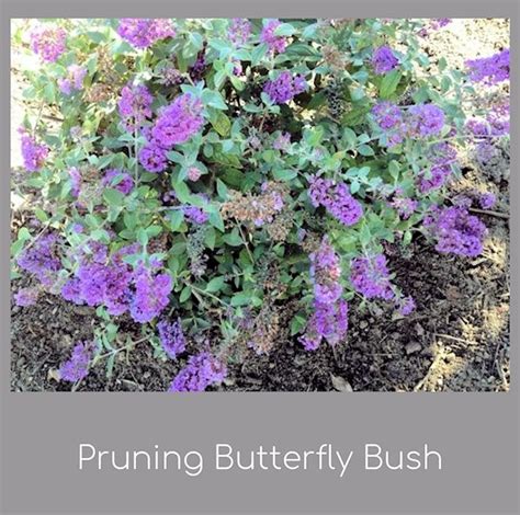 A GUIDE TO NORTHEASTERN GARDENING: Pruning Buddleia (Butterfly Bush)