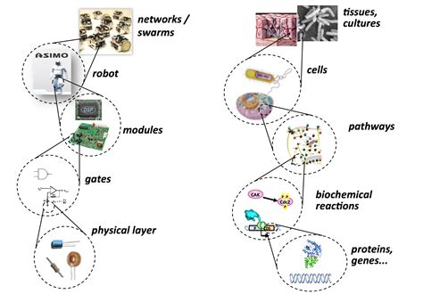 25.1: Introduction to Synthetic Biology - Biology LibreTexts