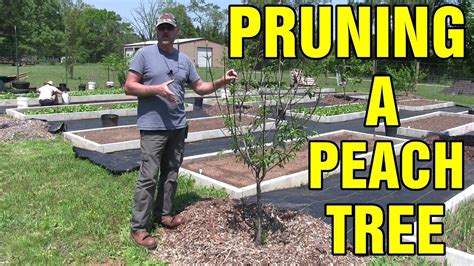 How To Prune A Mature Peach Tree