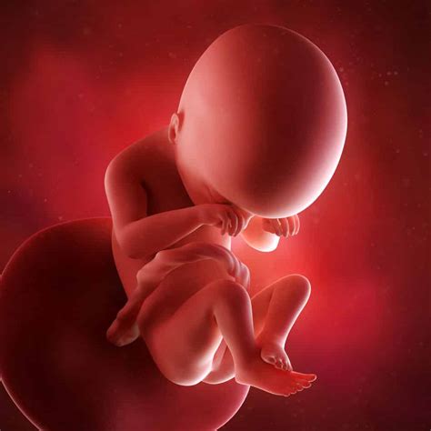 Pregnancy Weeks 19-24: Symptoms & Fetus Growth Stages