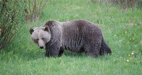 Bears in Banff National Park: What you Need to Know Before you Visit