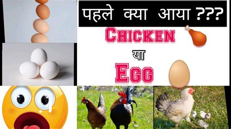 What Came First Chicken Or Egg |पहले क्या आया चिकन या अंडा | Proto Chicken Explain | InSight ...