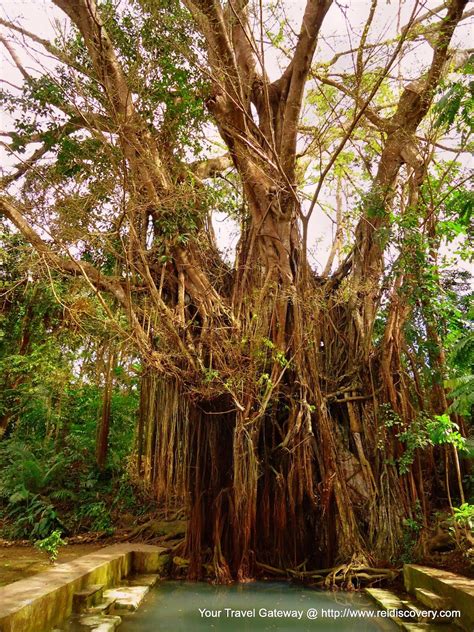 Puno Ng Balete Drawing