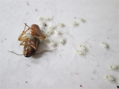 Baby Cockroach: What They Look Like + How to Get Rid of Them