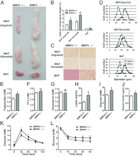 BMP4-knockout mice had increased adipose tissue mass and reduced... | Download Scientific Diagram